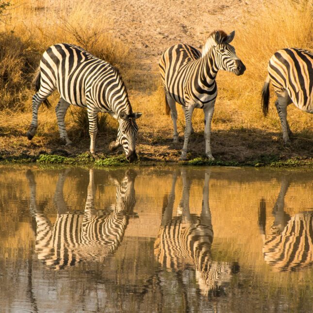 Safari Afrique