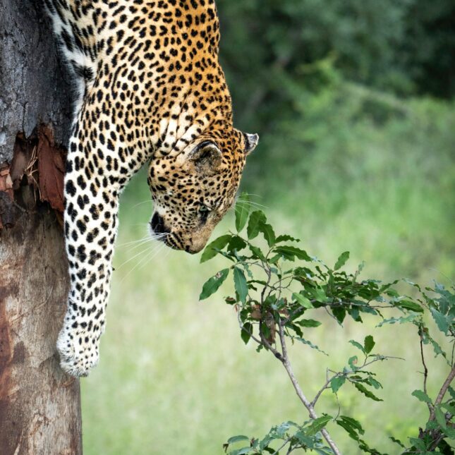 Safari Afrique du Sud