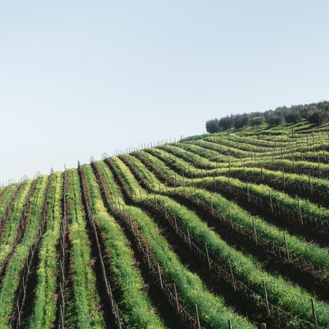 Les vignes de Stellenbosch