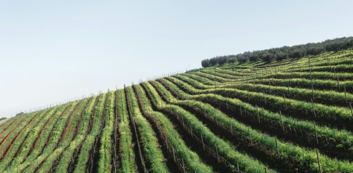 Les vignes de Stellenbosch