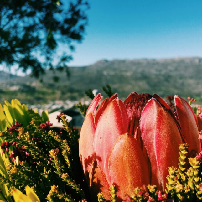 Fleur de fynbos