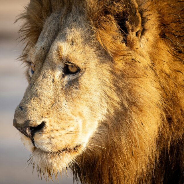 Safari Afrique du Sud