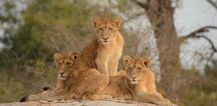 Safari Afrique du Sud