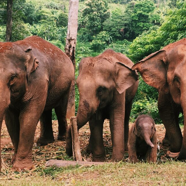 Elephants Thaïlande