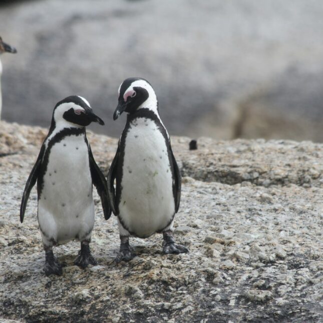 Boulders Beach